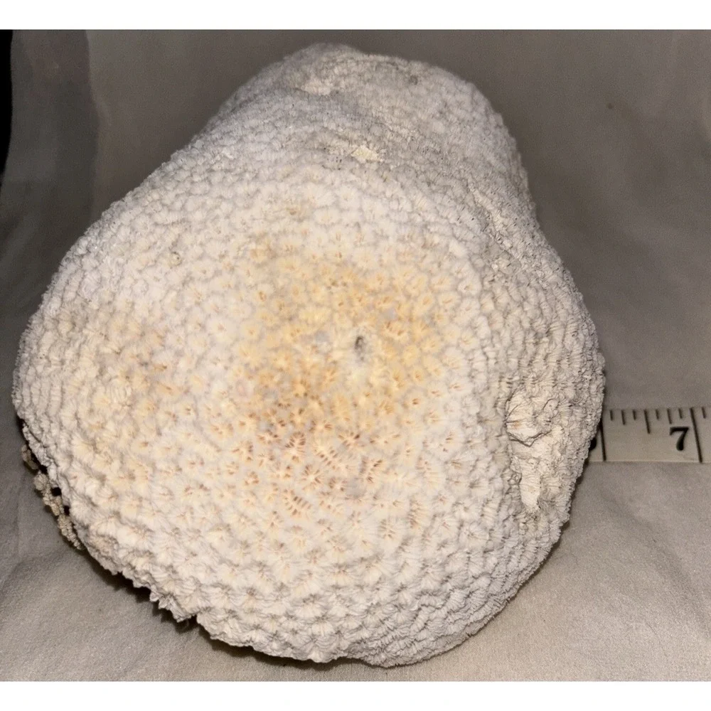 Star Brain Coral Fossil‎ Display/aquarium Decor Piece 6x7x4